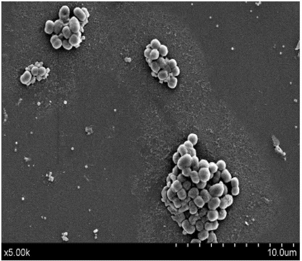 Oil-degradation oil-and-salt tolerance bacterial strain, and screening method and application thereof