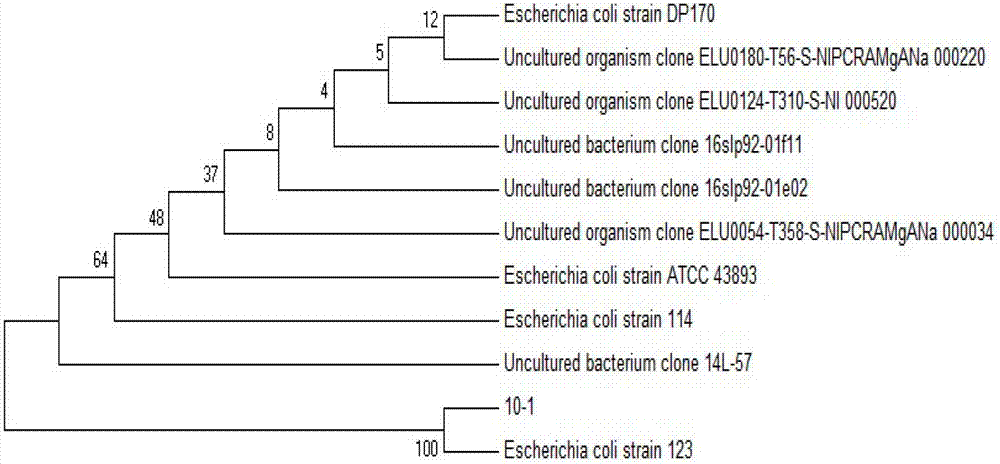 Oil-degradation oil-and-salt tolerance bacterial strain, and screening method and application thereof