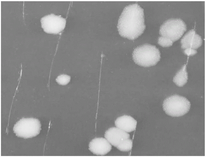 Bacillus endophyticus from anti-nematode variety and application of bacillus endophyticus