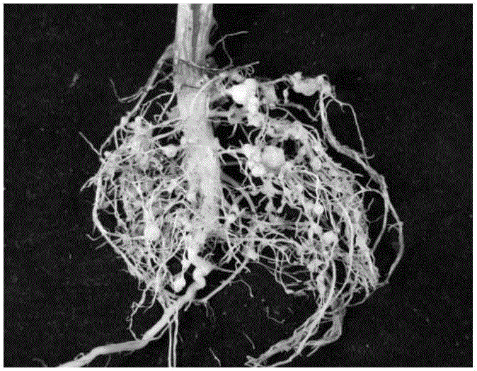 Bacillus endophyticus from anti-nematode variety and application of bacillus endophyticus