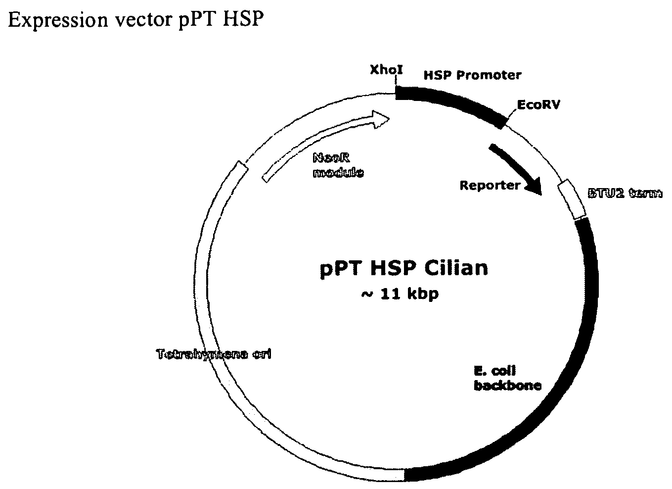 Tetrahymena Heat Inducible Promoters and Their Use