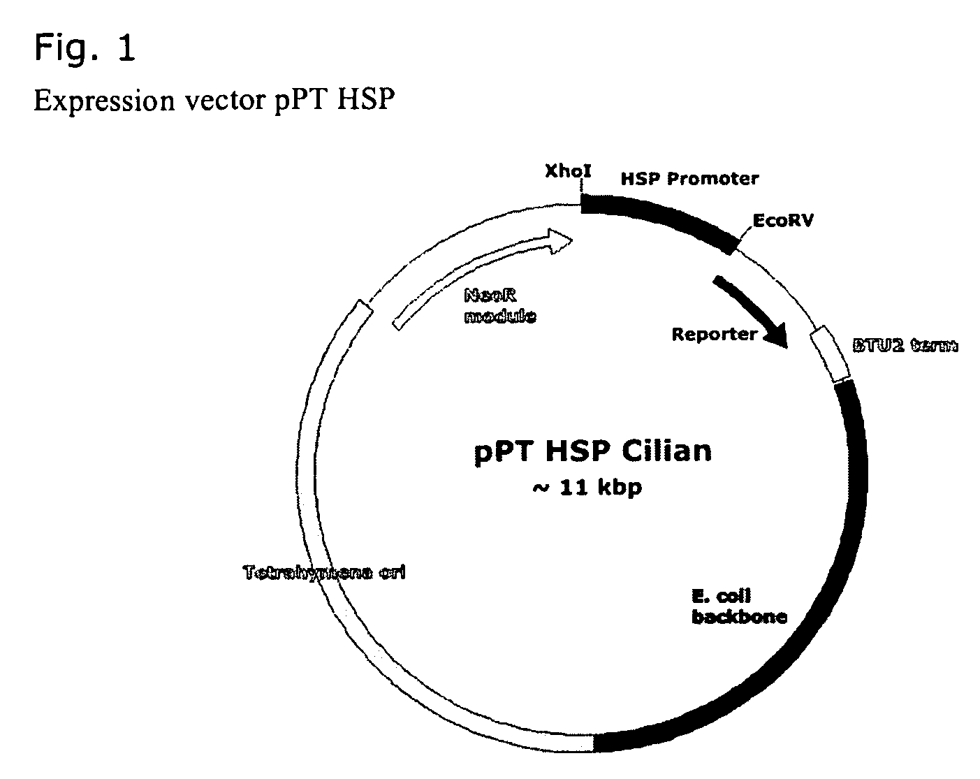 Tetrahymena Heat Inducible Promoters and Their Use