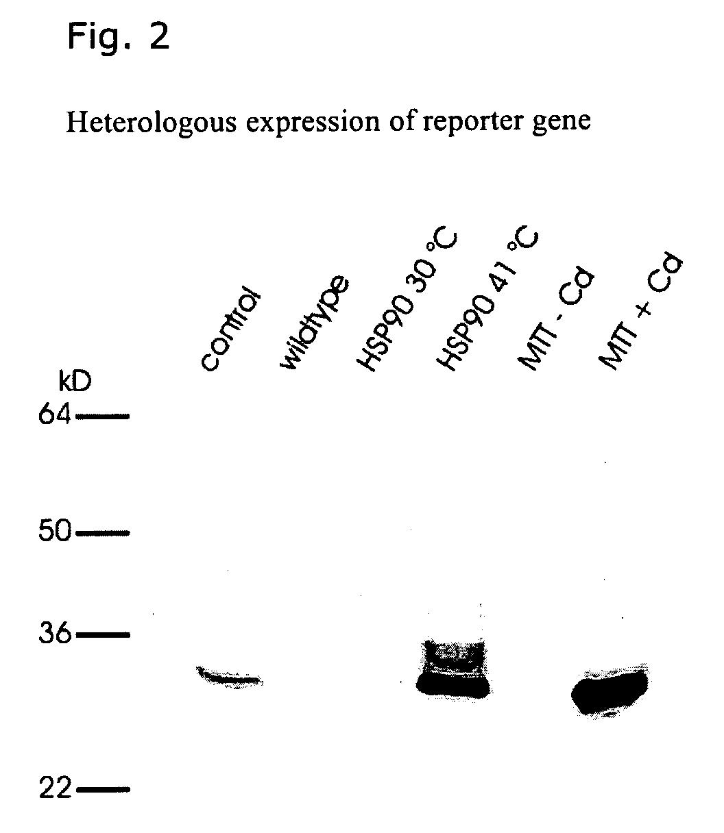 Tetrahymena Heat Inducible Promoters and Their Use