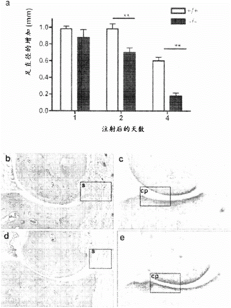 Biological materials and therapeutic uses thereof