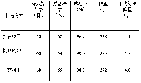 Method for cultivating dendrobium officinale under forest