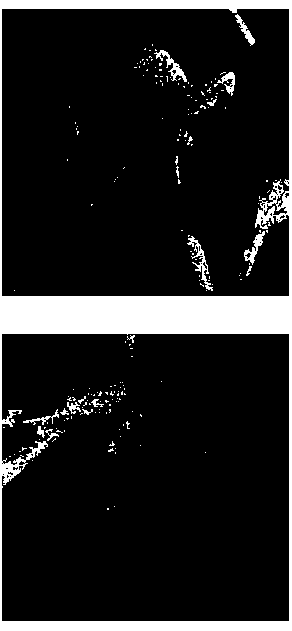 Magnetic resonance image denoising method based on improved multi-path matching pursuit algorithm