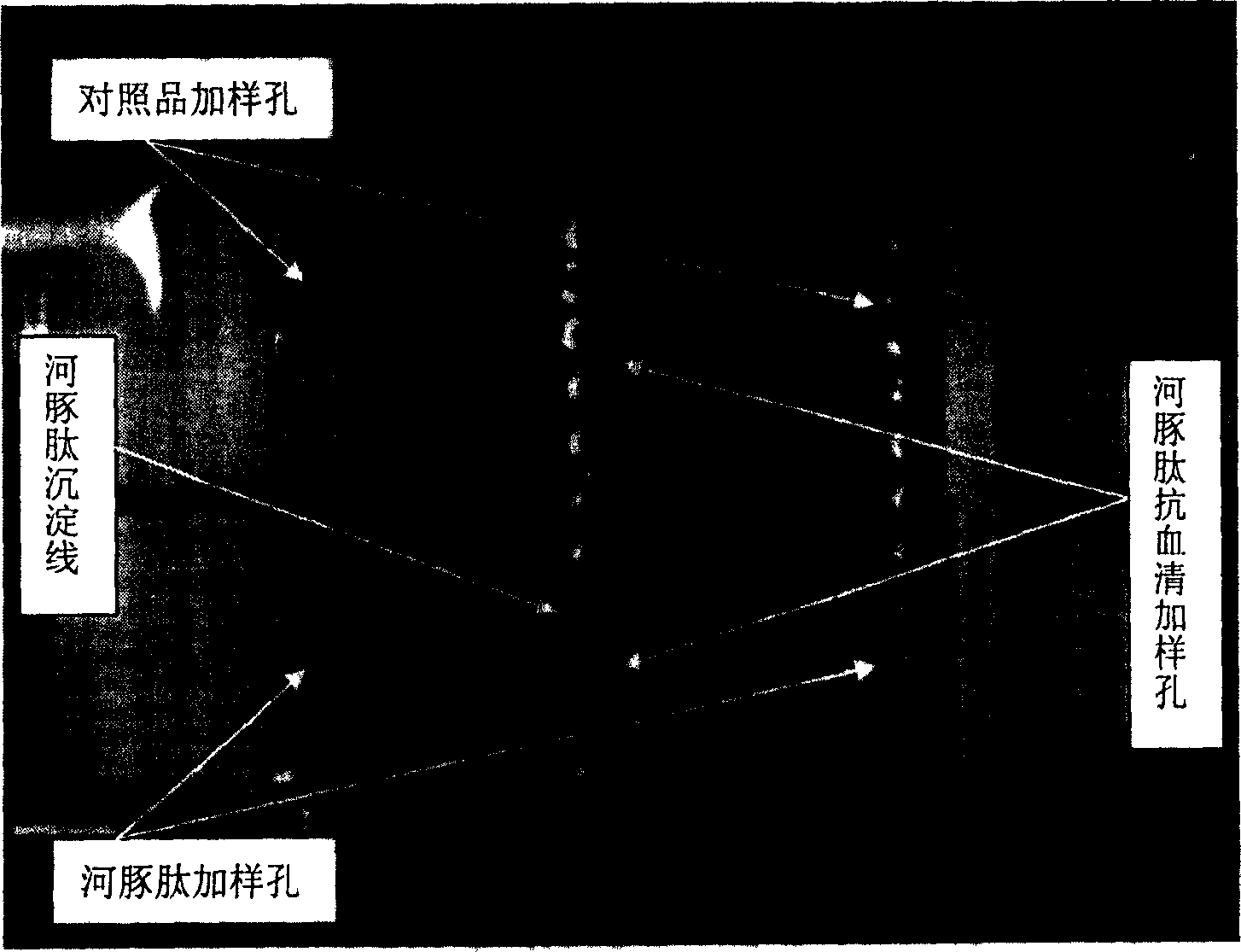 Preparation technology of globe fish peptide and its medical health care use