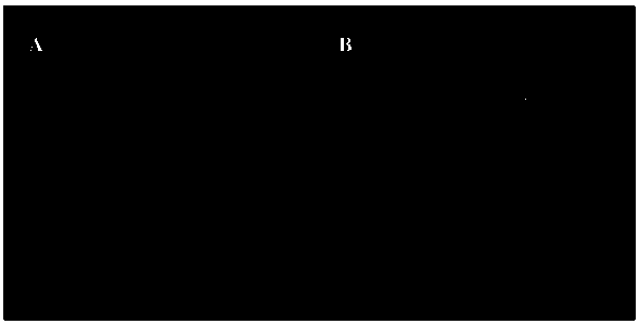 Fungicide used for degrading triazine herbicides and preparation method of fungicide