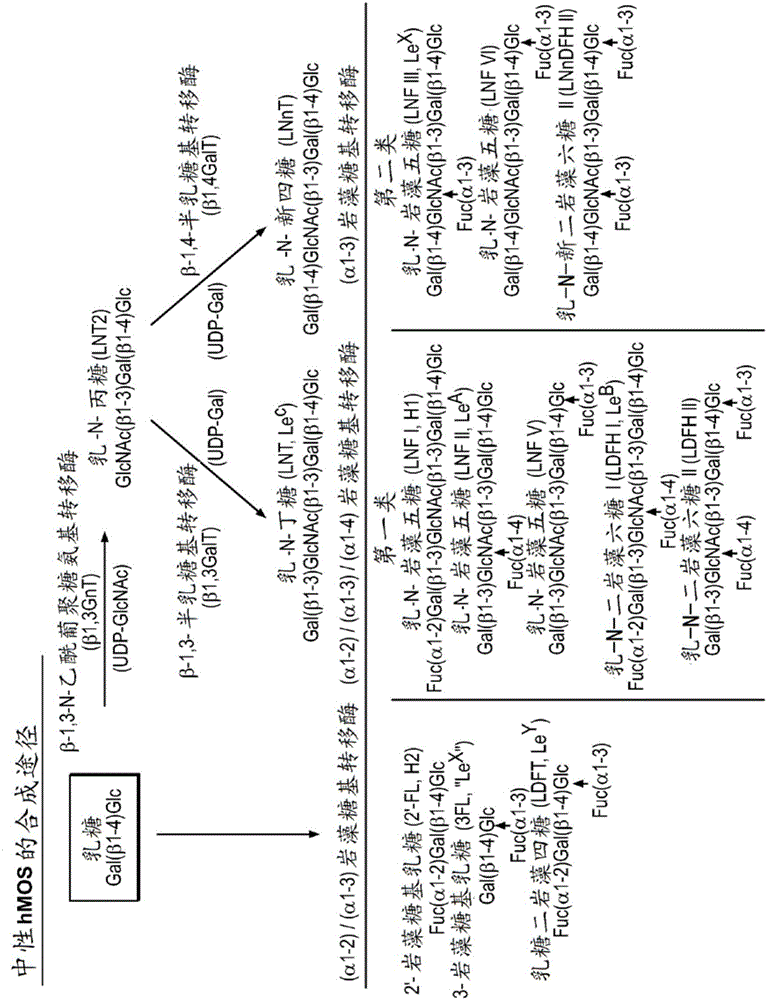 Alpha (1,2) fucosyltransferase syngenes for use in the production of fucosylated oligosaccharides