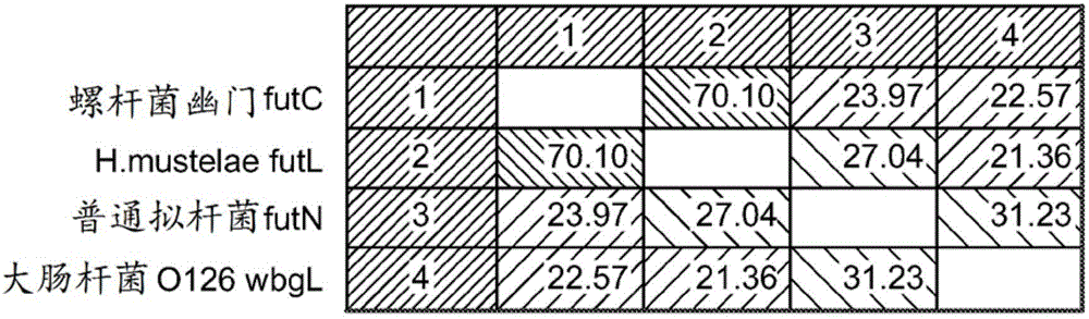 Alpha (1,2) fucosyltransferase syngenes for use in the production of fucosylated oligosaccharides