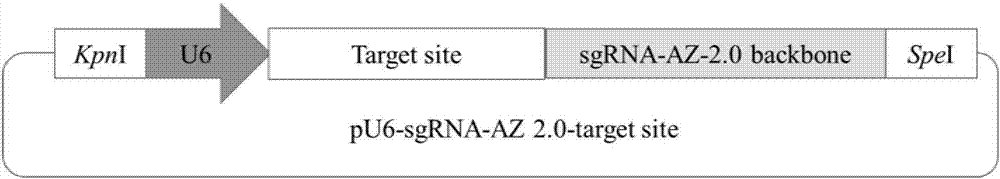 Aptazyme modified sgRNA carrier with theophylline regulated expression and application