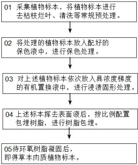 Method for preparing resin-embedded succulent herb specimen