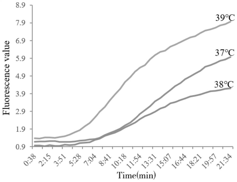 RPA primer, probe, kit and method for detecting enterocytozoon hepatopenaei