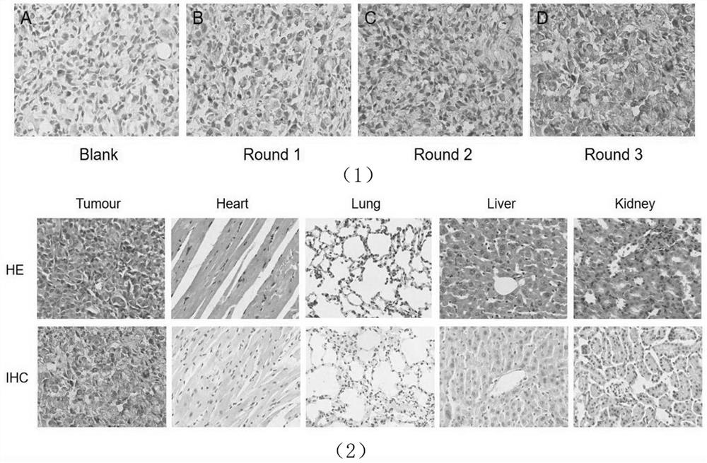 Fluorescence molecular probe for carrying out targeted marking on non-small-cell lung cancer and application thereof