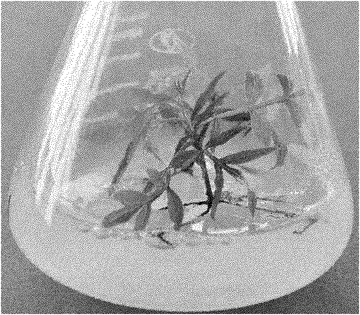 Method for quickly propagating pistacia chinensis bunge by using stem sections