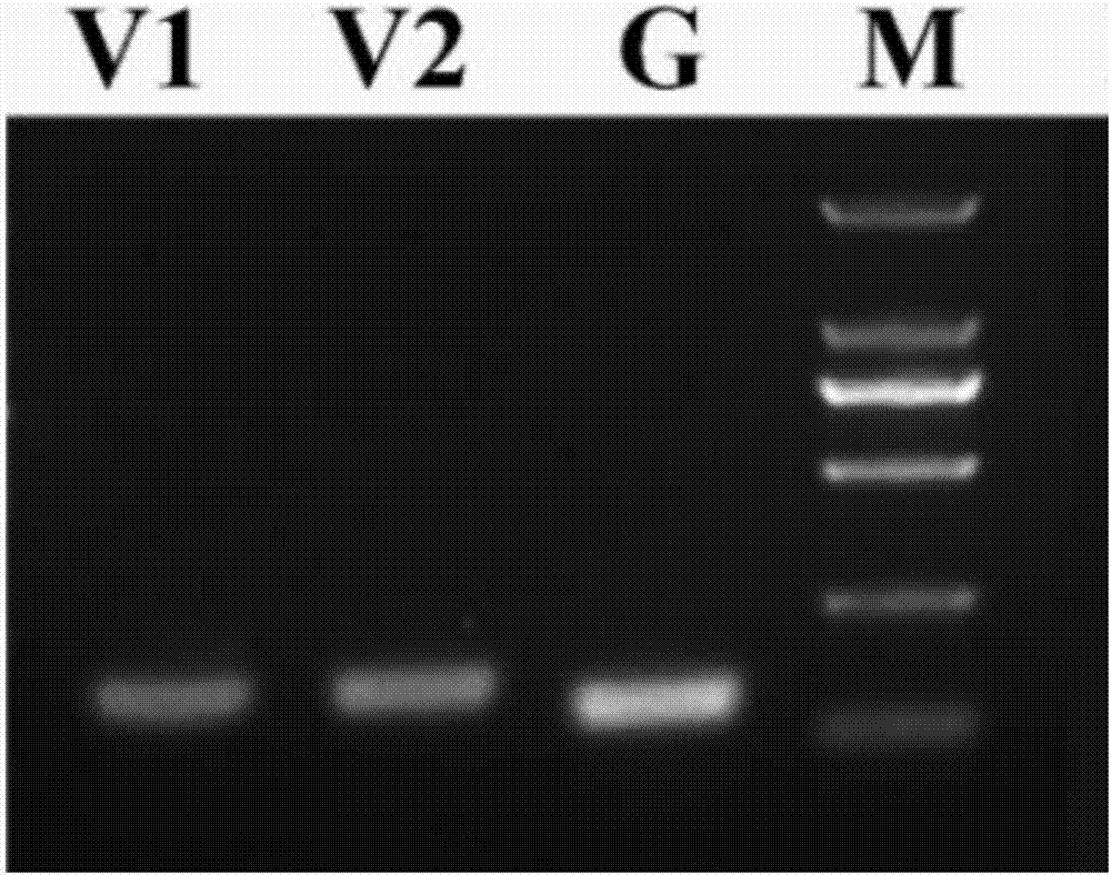 Gene silence indicating gene and virus induced silencing vector and construction method and infection method