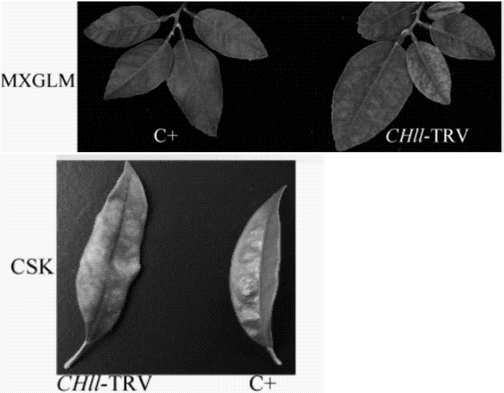 Gene silence indicating gene and virus induced silencing vector and construction method and infection method