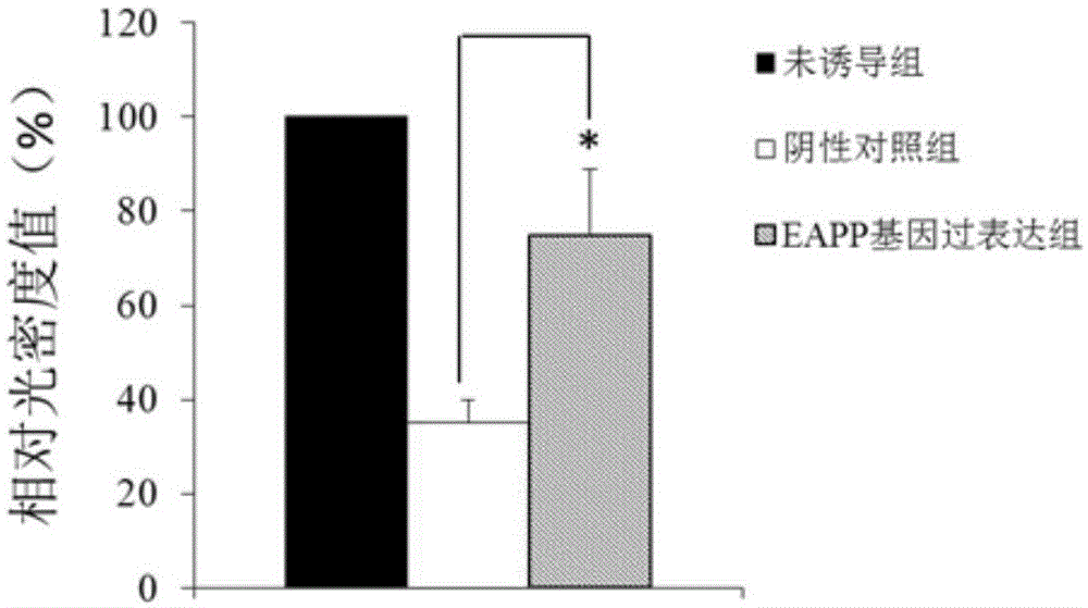 Application of reagent for detecting EAPP genetic expression in Alzheimer disease diagnosis and treatment