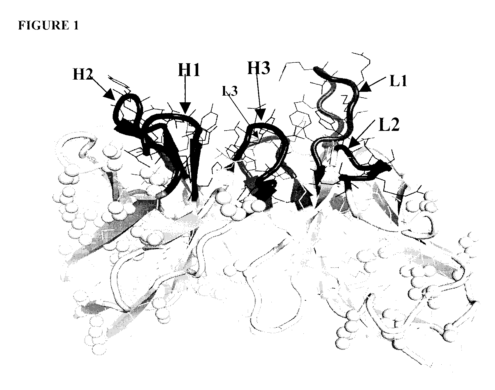 Anti-clusterin antibodies and antigen binding fragments and their use to reduce tumor volume