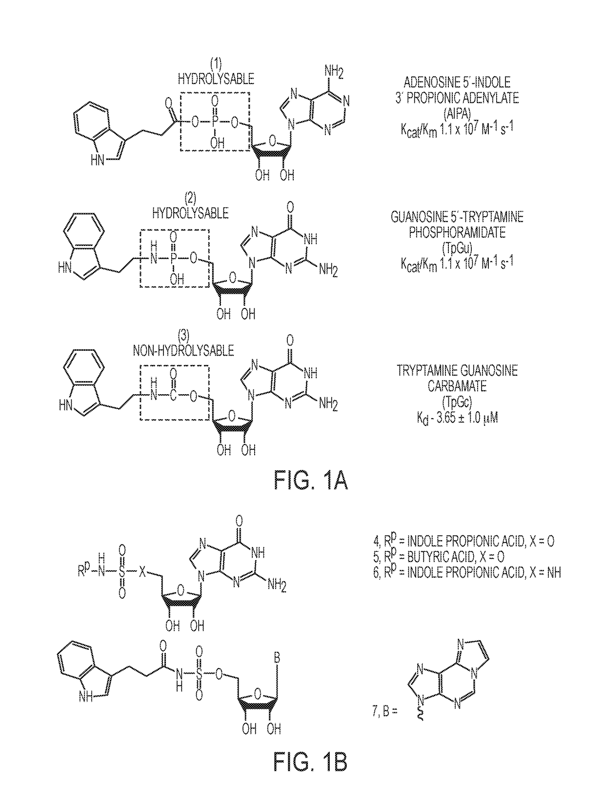 SULFAMIDE AND SULFAMATE INHIBITORS OF hHint1