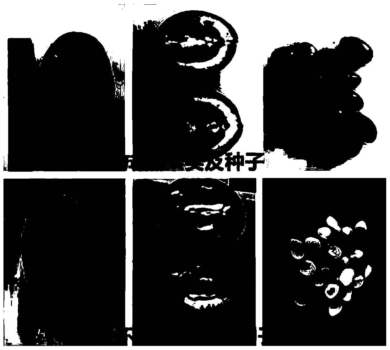 Quick and efficient germination seedling-formation method for rare endangered plant fosbergia shweliensis