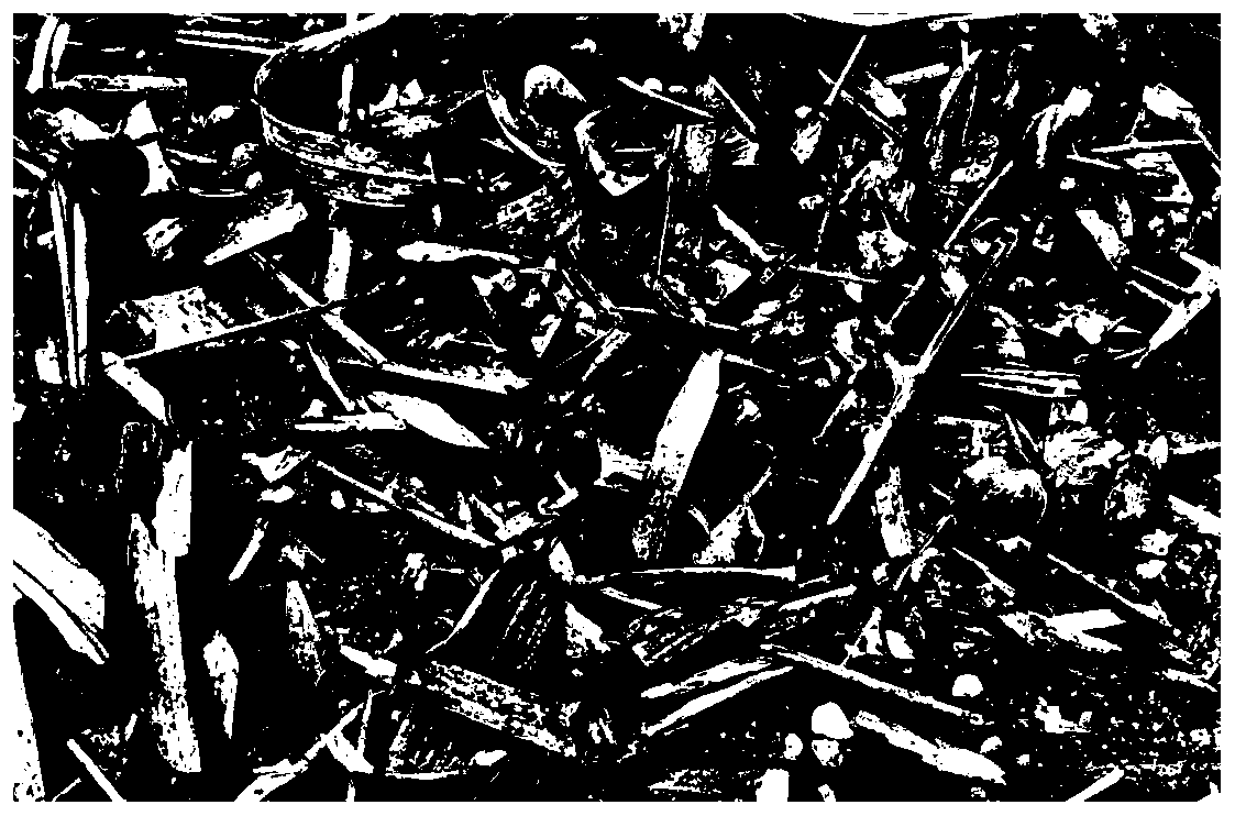 Quick and efficient germination seedling-formation method for rare endangered plant fosbergia shweliensis