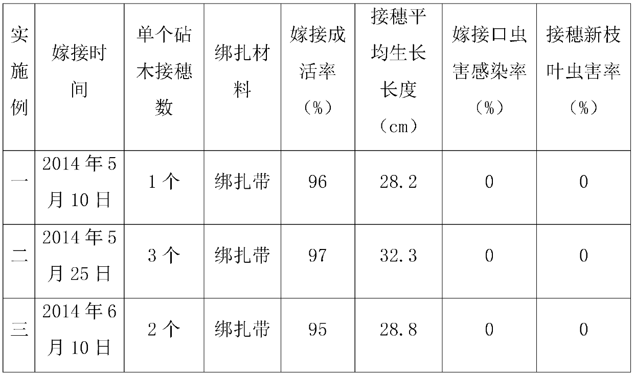 A kind of large tree grafting method of C. chrysantha