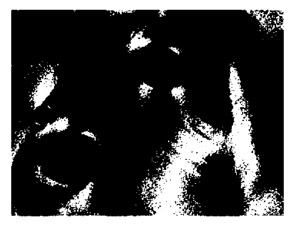 Photoresponsive liquid crystal compound and use thereof