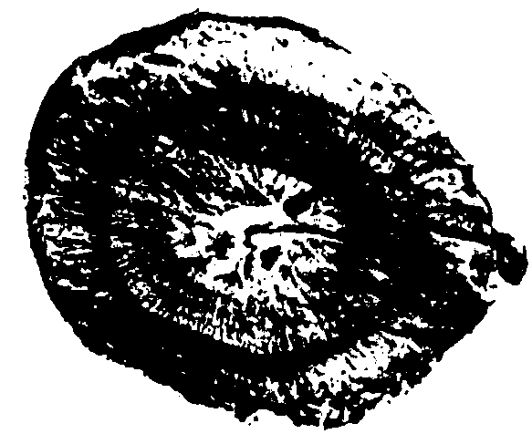 Method for distinguishing medicinal plants based on image identification of random distribution of identification fibers