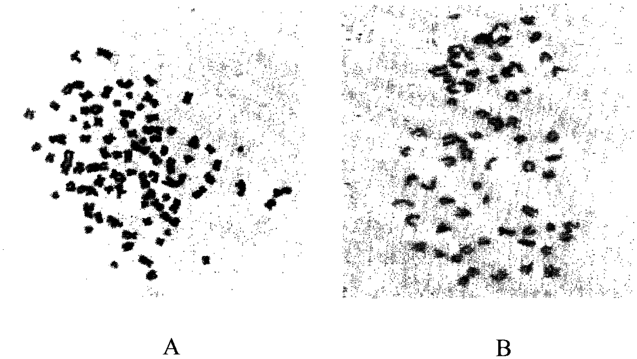 Human pancreatic cancer neural invasion cell line