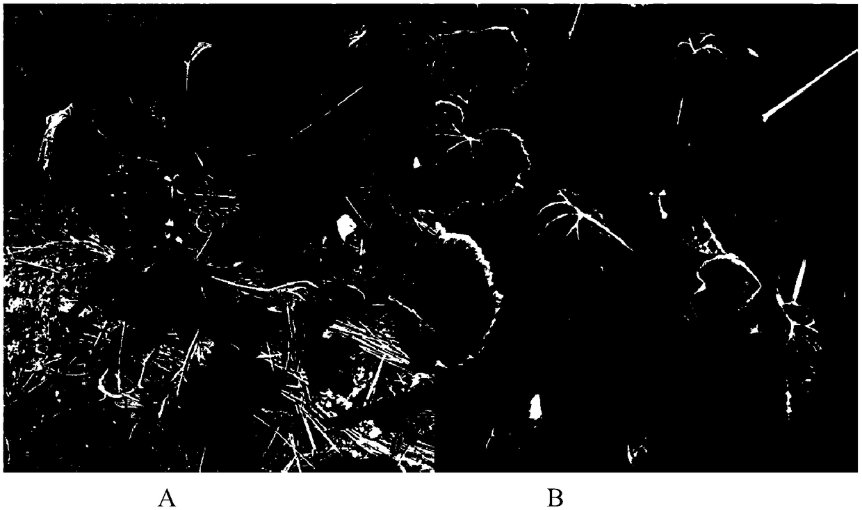 Method for identifying pumpkin bacterial wilt resistant varieties in greenhouse seedling stage