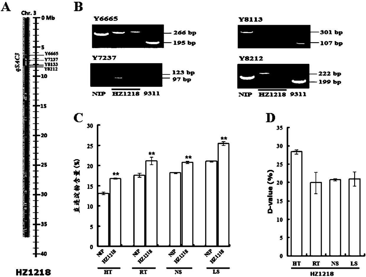 Genetic identification and molecular marker-assisted breeding method for rice amylose content QTL site qSAC3