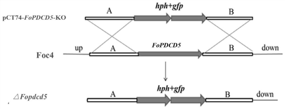 Application of gene fopdcd5 in regulating pathogenicity of Fusarium wilt