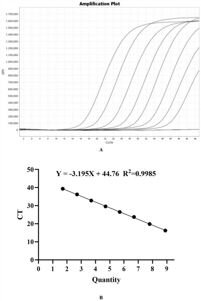 PCR target sequence, primers and probe for detecting infectious SARS-CoV-2 and application of PCR target sequence, primers and probe