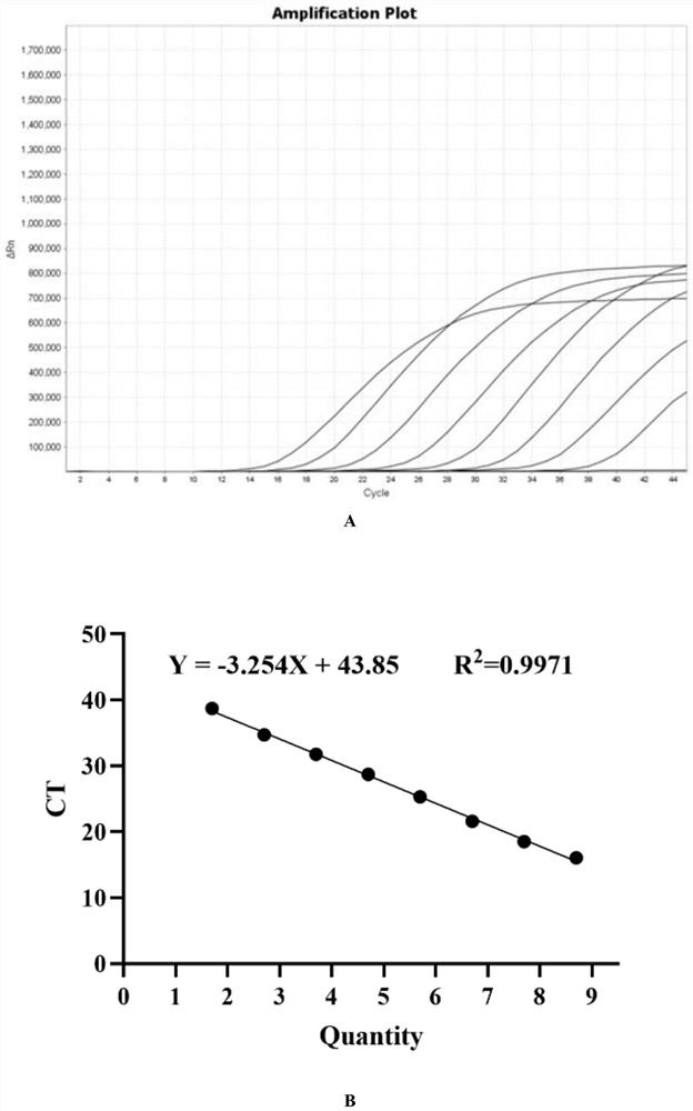 PCR target sequence, primers and probe for detecting infectious SARS-CoV-2 and application of PCR target sequence, primers and probe