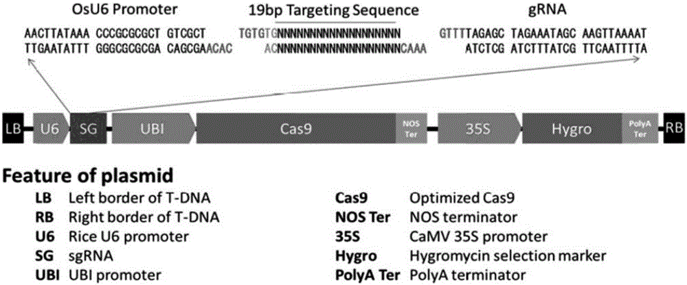 Application of male-sterility gene OsGEN and method for restoring fertility