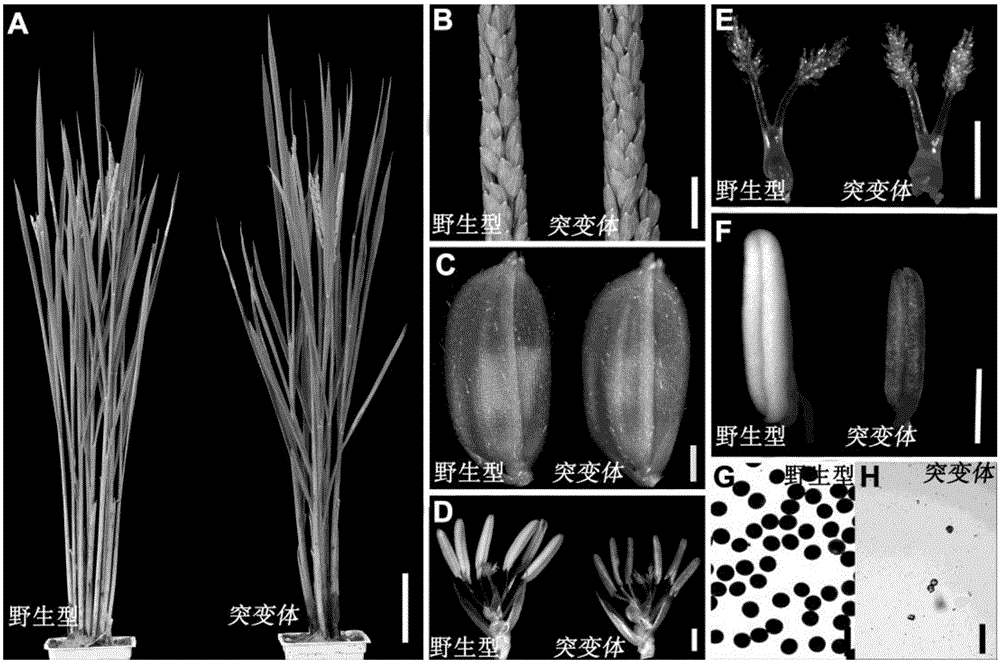 Application of male-sterility gene OsGEN and method for restoring fertility