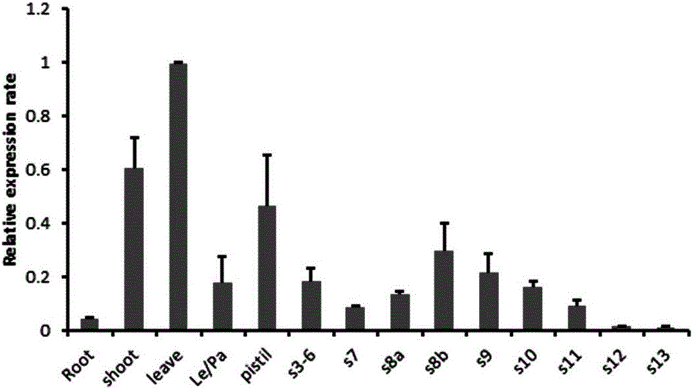 Application of male-sterility gene OsGEN and method for restoring fertility