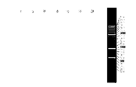 Novel strain of hypsizigus marmoreus