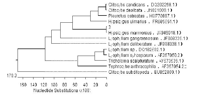 Novel strain of hypsizigus marmoreus