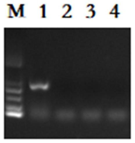 Detection method and kit for anti-PPO inhibitor herbicide Amaranth retroflexi