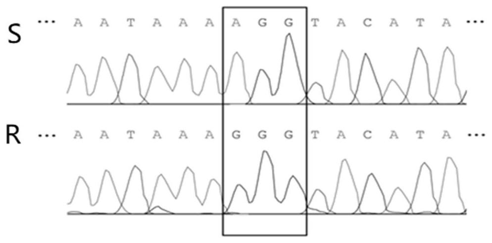 Detection method and kit for anti-PPO inhibitor herbicide Amaranth retroflexi