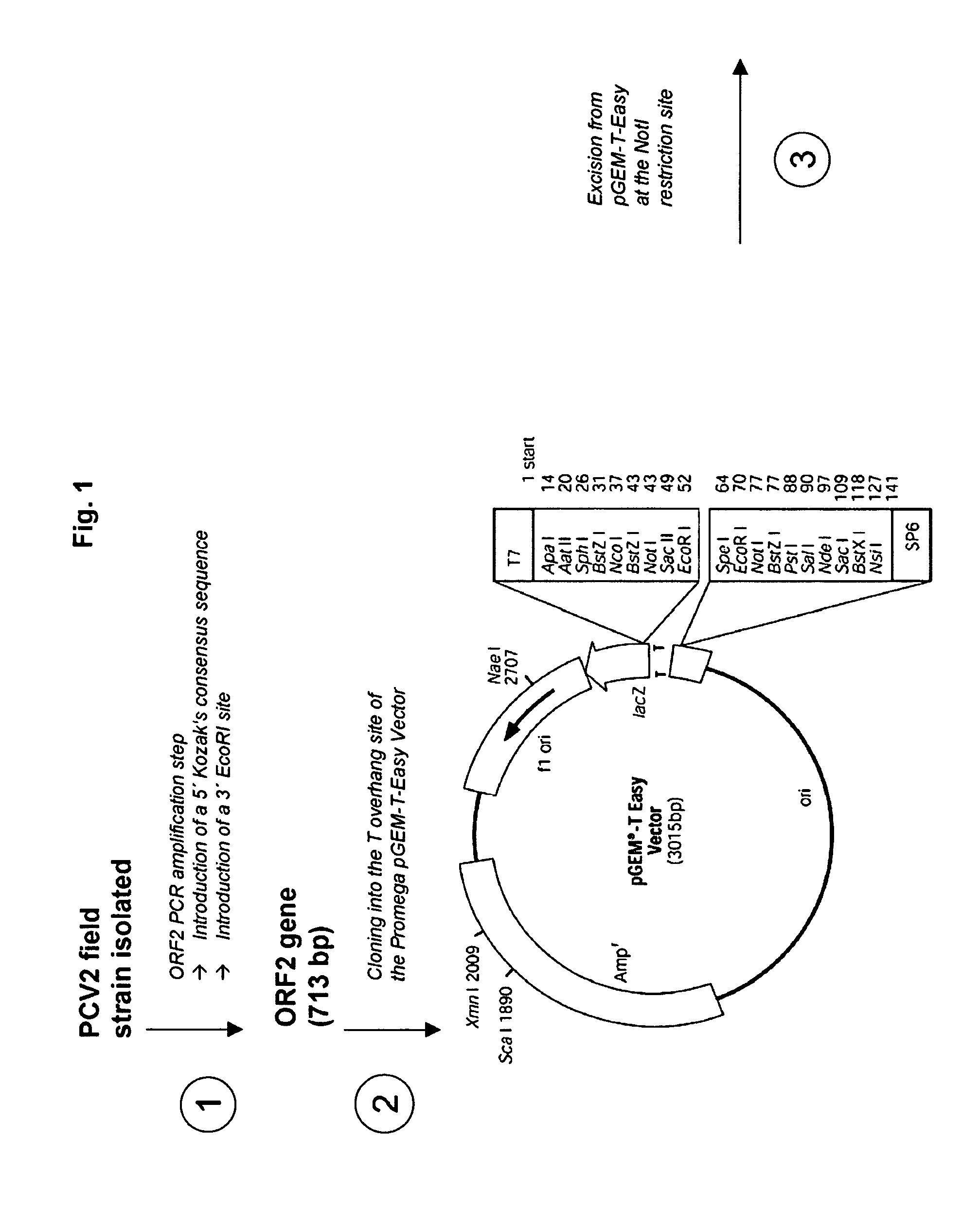 Pcv2 immunogenic compositions and methods of producing such compositions