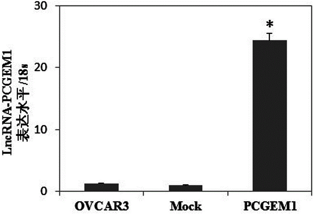 siRNA (small interfering ribonucleic acid) of long noncoding RNA (ribonucleic acid) PCGEM1 (prostate cancer gene expression marker 1) related to ovarian cancer and endometrial cancer and application