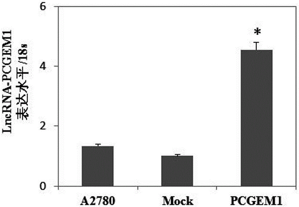 siRNA (small interfering ribonucleic acid) of long noncoding RNA (ribonucleic acid) PCGEM1 (prostate cancer gene expression marker 1) related to ovarian cancer and endometrial cancer and application