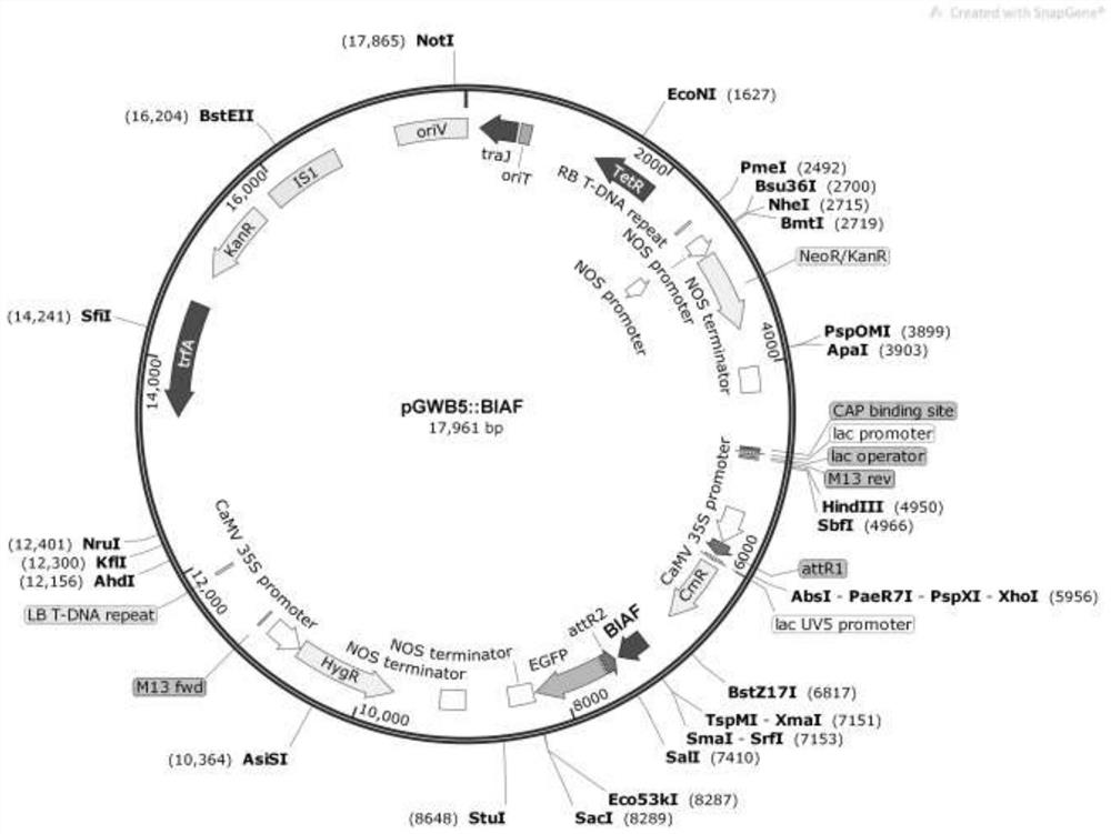 Application of plant BIAF gene