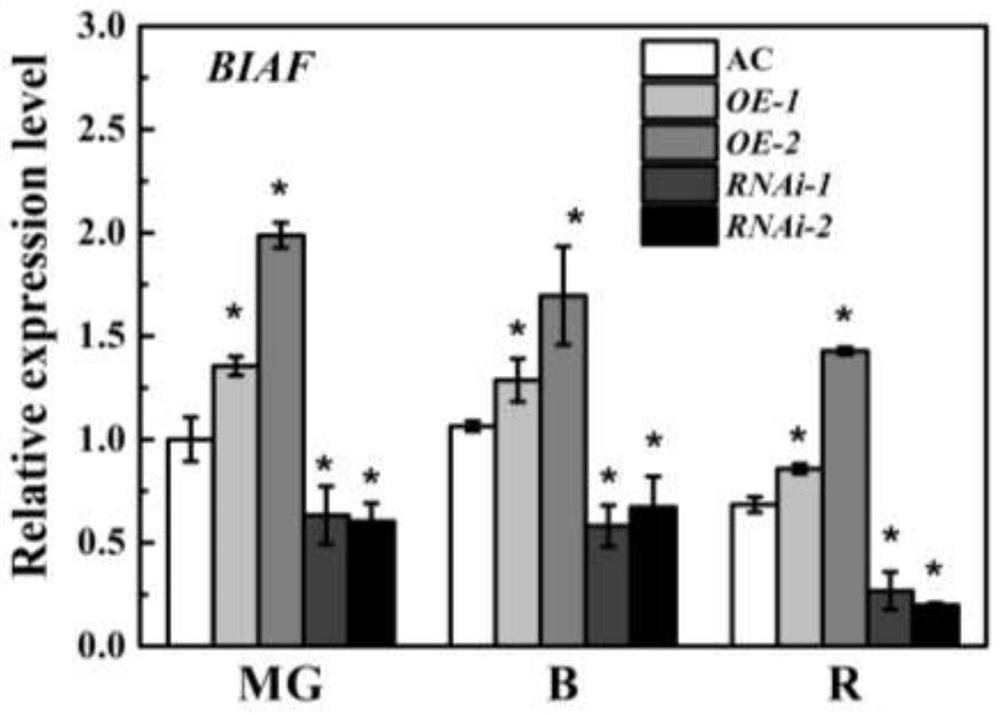 Application of plant BIAF gene