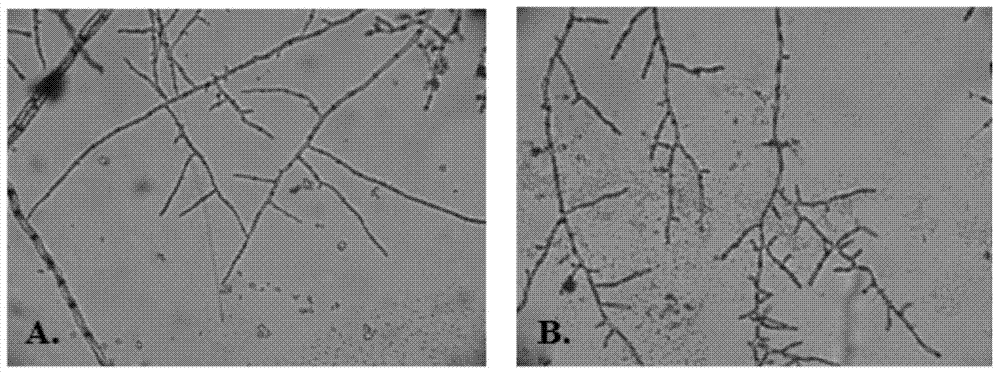 Trichoderma reesei capable of producing cellulase in high yield and application of trichoderma reesei