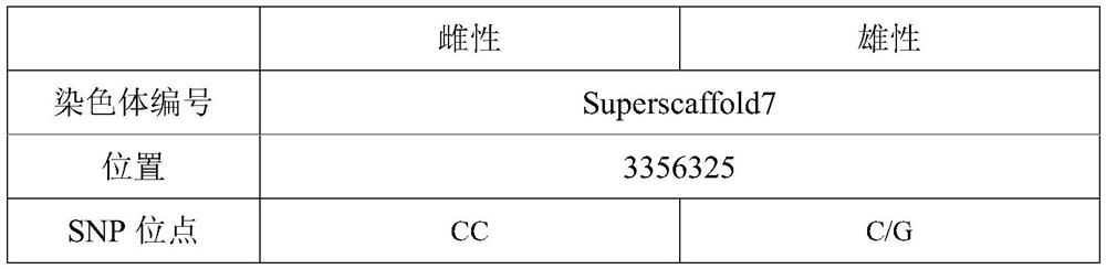 Molecular marker for identifying genetic sex of micropterus salmoides and application