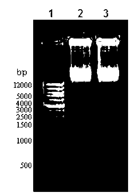 Nicotiana tabacum isoflavone reductase-like (NtIRL) gene and application thereof